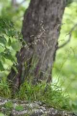 Melica turczaninowiana