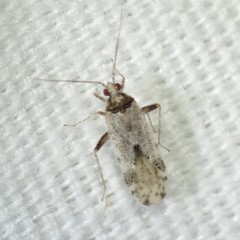 Parthenicus deleticus