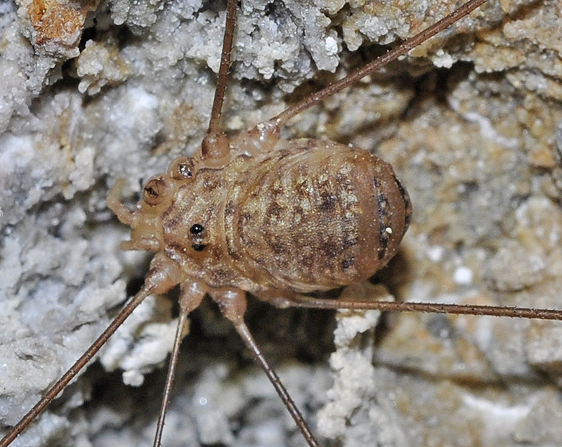Leiobunum levantinum