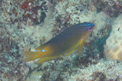 Bluespot Damsel photo 5