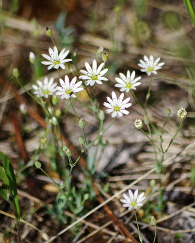 Longstalk starwort