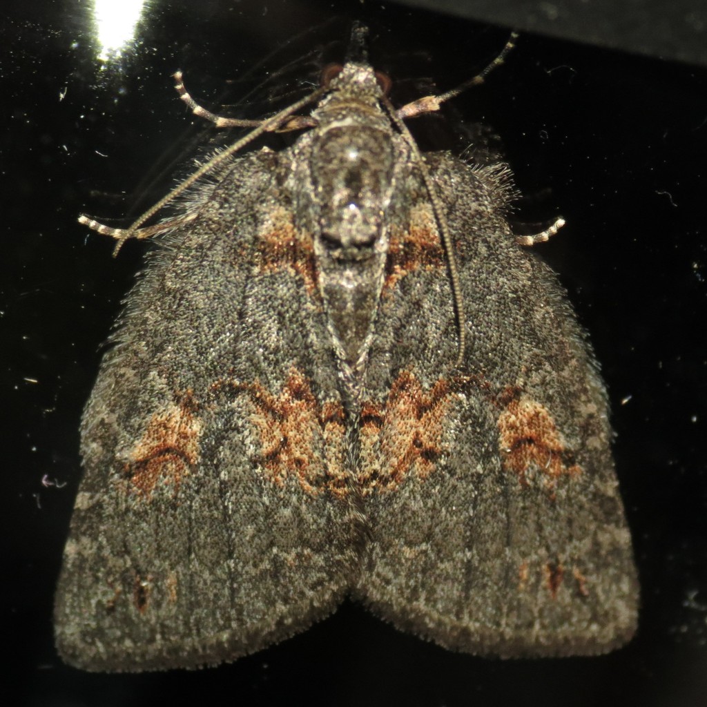 Hymenodria