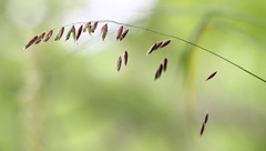 Melica turczaninowiana
