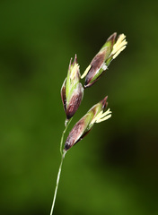 Melica turczaninowiana