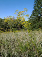 Ferulago galbanifera