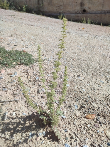 Image of Dysphania botrys by no rights reserved