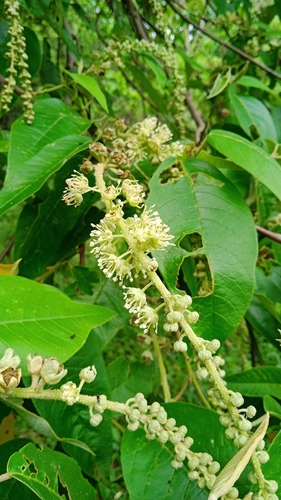 Image of Croton floribundus by (c) Denis Zabin, some rights reserved (CC BY)