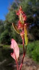 Rumex marschallianus