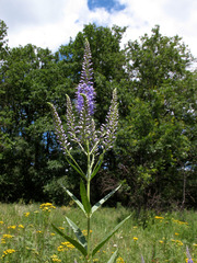Veronica spuria