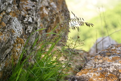 Melica turczaninowiana