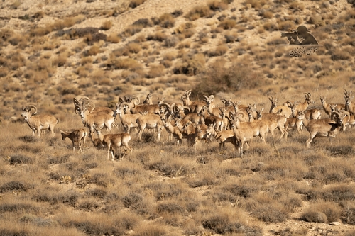 Transcaspian Urial