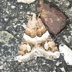 Drasteria howlandii