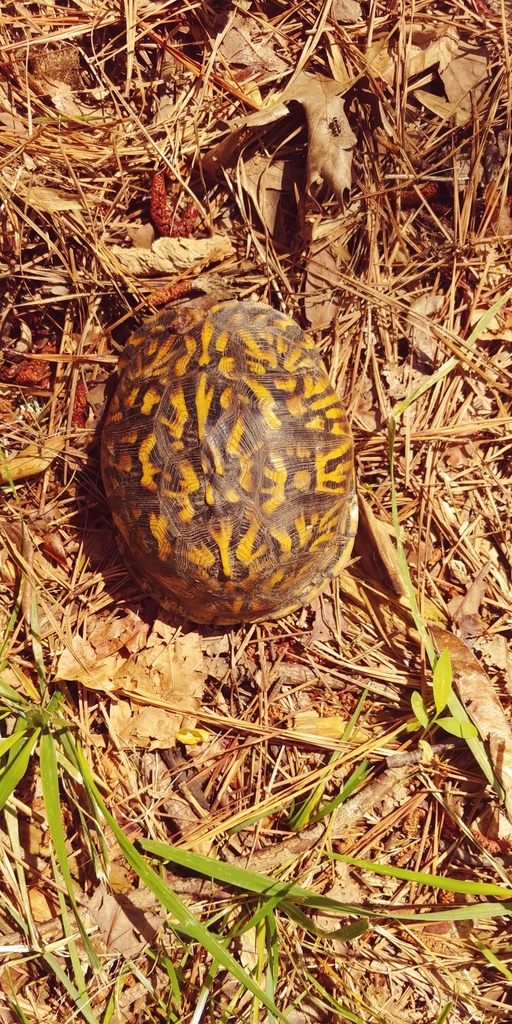 Common Box Turtle in May 2023 by lobeliacard. Female · iNaturalist