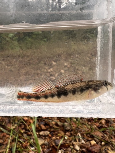 Blackside Snubnose Darter