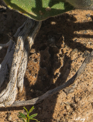 Phrynosoma goodei