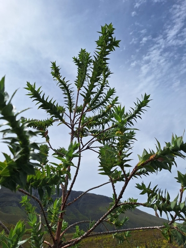 Image of Cliffortia grandifolia by (c) Corne Brink, some rights reserved (CC BY-SA)