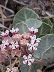 Asclepias nummularia