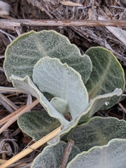 Asclepias nummularia