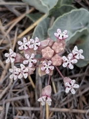 Asclepias nummularia