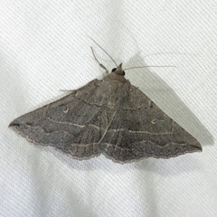 Lesmone griseipennis