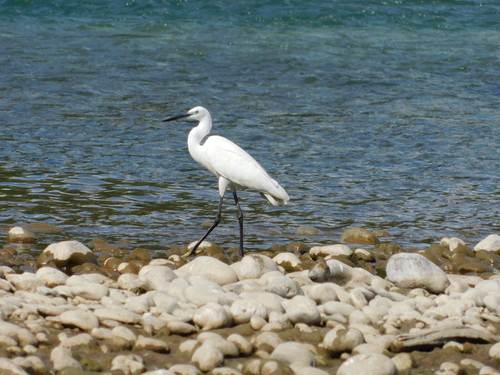 Mala bijela čaplja (Egretta garzetta)