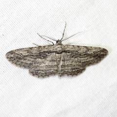 Iridopsis obliquaria