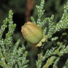 Walshomyia juniperina