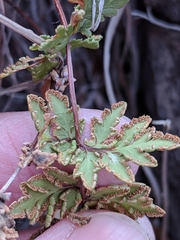 Myriopteris wrightii