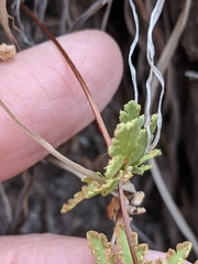 Myriopteris wrightii