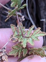 Myriopteris wrightii