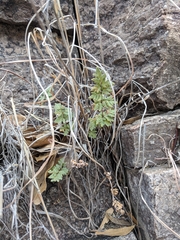 Myriopteris wrightii