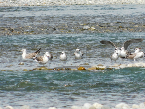 Pontski galeb (Larus cachinnans)
