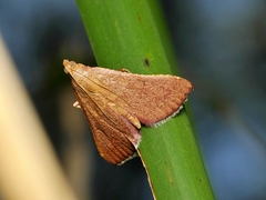 Endotricha ignealis