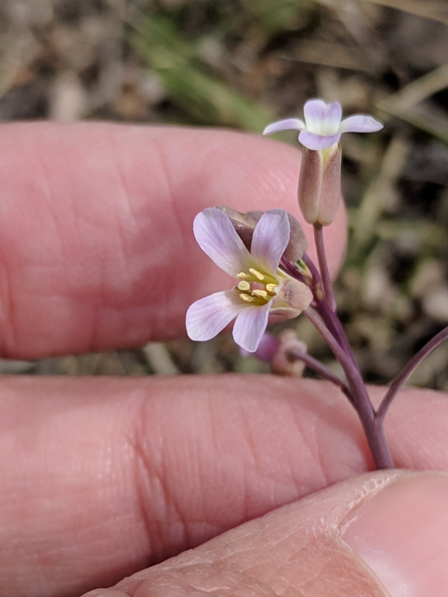 Boechera texana