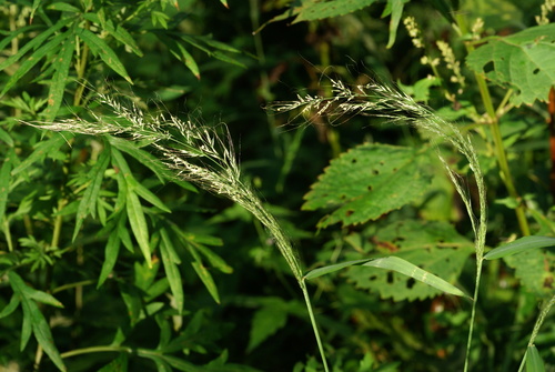 Muhlenbergia huegelii
