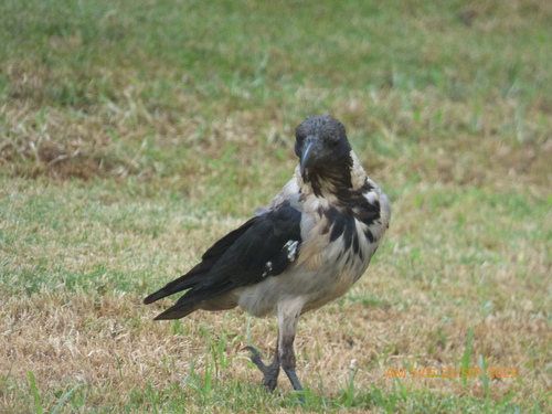 Hooded Crow