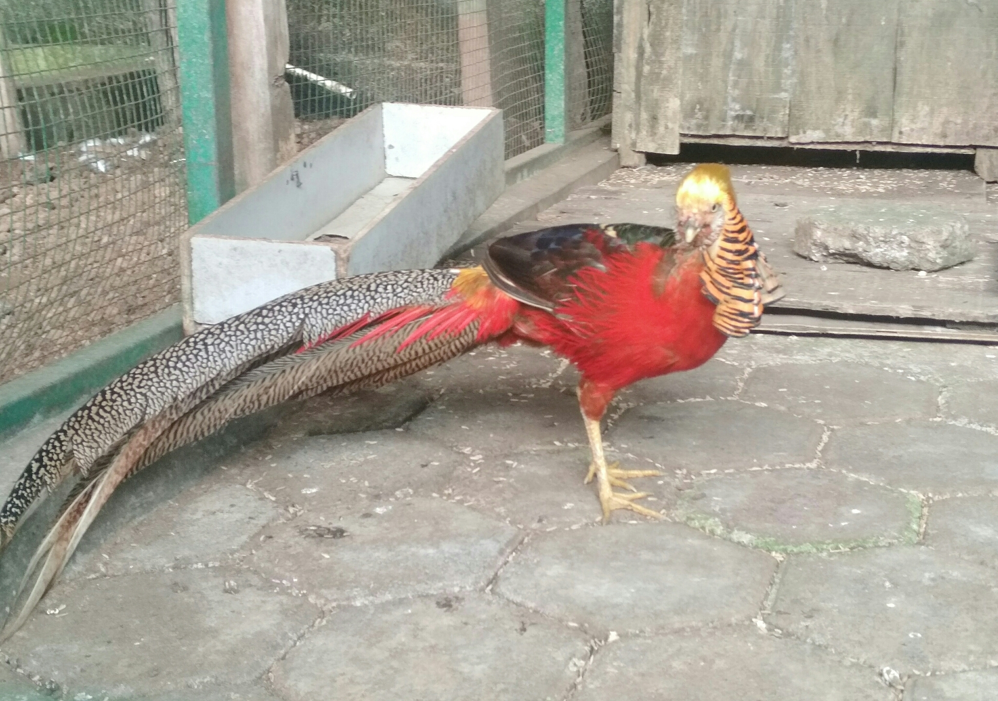 Golden Pheasant (Chrysolophus pictus) · iNaturalist