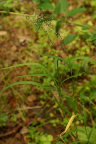 Muhlenbergia japonica iNat (2)