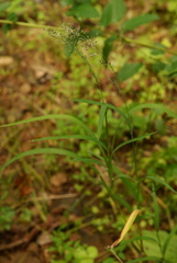 Muhlenbergia japonica