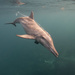 דולפין תלום-שן - Photo (c) srdo,  זכויות יוצרים חלקיות (CC BY-NC)