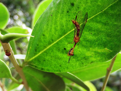 Necyla formosana