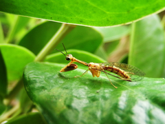 Necyla formosana