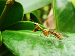 Necyla formosana