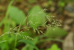 Muhlenbergia japonica