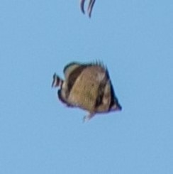 Photo of Threebanded butterflyfish (Chaetodon humeralis)