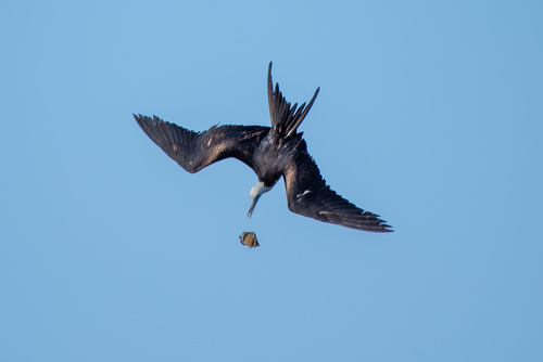 Photo of Threebanded butterflyfish (Chaetodon humeralis)