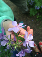 Phlox divaricata laphamii