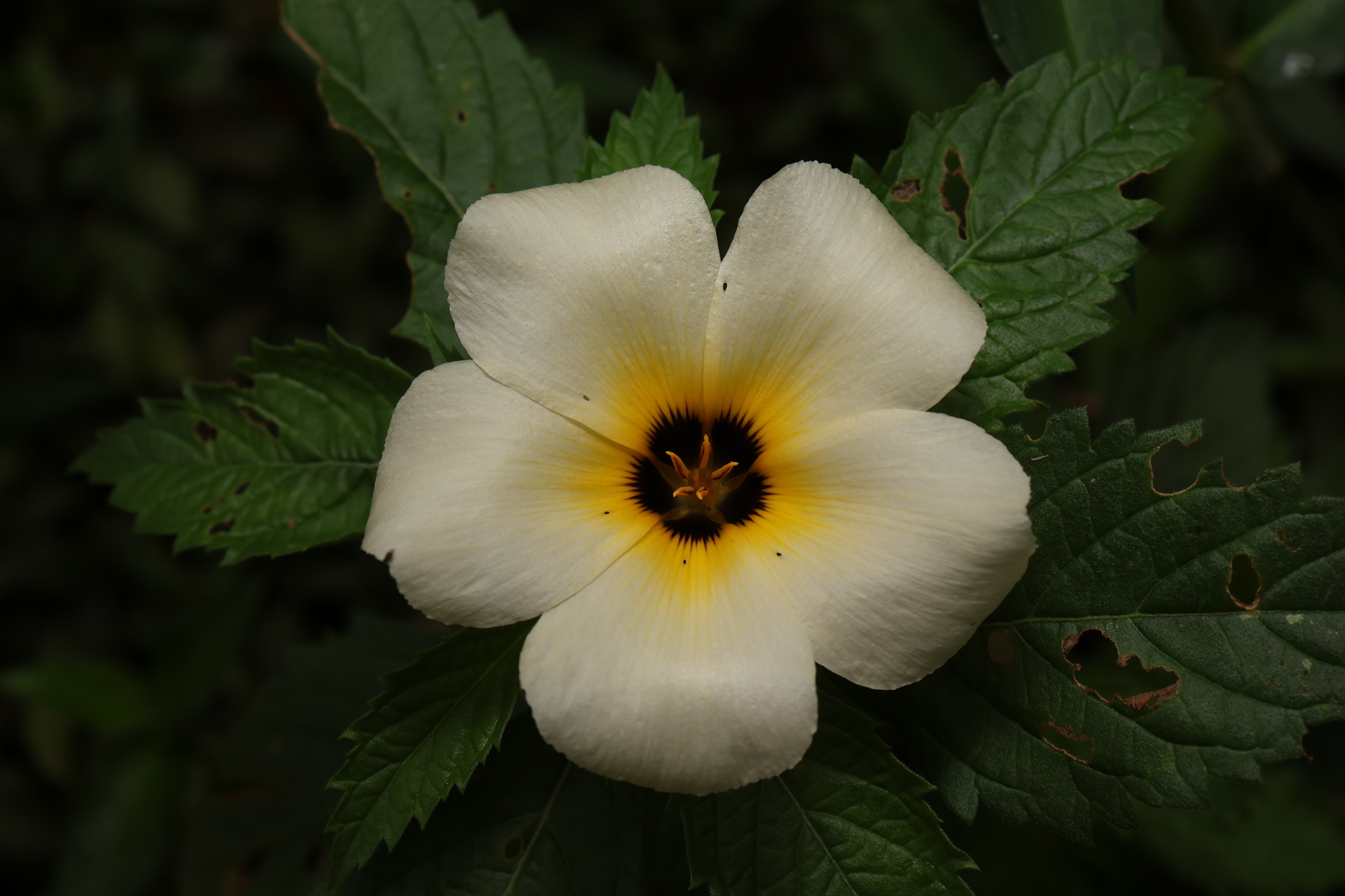 Turnera subulata