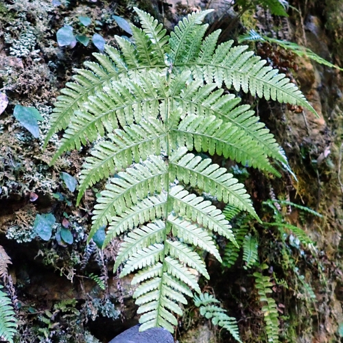 Dryopteris gymnosora