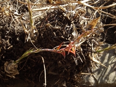 Pitcairnia karwinskyana
